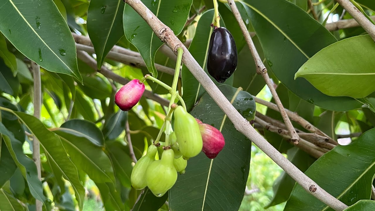 Miracle Jam/ Jamun tree in Florida, September 2025. - YouTube