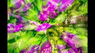 『監察医 朝顔』主題歌 折坂悠太 朝顔　歌詞付き by Canaan Canaan