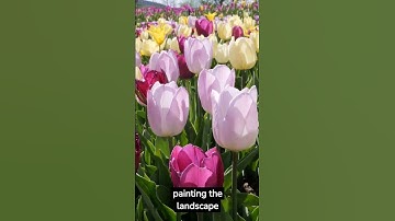 Thumbnail of what amazing beautiful tulip flower in netherland, have you been there?