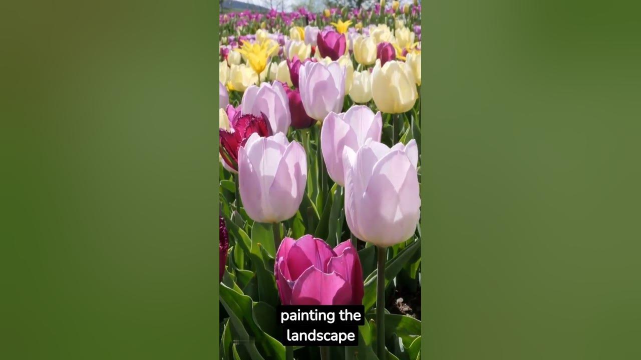 what amazing beautiful tulip flower in netherland, have you been there?