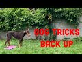 How to train your dog to back up