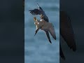 Falcon’s Deadly High-Speed Hunt 🦅 #shorts