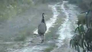 Emu Attack