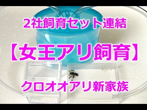 女王アリを2種類の飼育セット連結で飼ってみた アントルームのクロオオアリ飼育セットとアリ伝説で Youtube