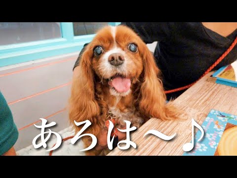 日帰り帰省で立ち寄った犬連れOKの小さなカフェがまるでハワイでした🏝️【キャバリア】