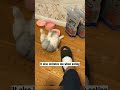 funny with cat #trendingshorts #trending #funnyshorts #youtubeshorts #funnyvideo #viral#animals