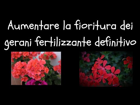 Video: Come Nutrire Le Iris? Come Nutrirsi In Primavera A Maggio? Top Dressing Durante E Dopo La Fioritura. Come Concimare Durante Il Germogliamento Per Una Fioritura Rigogliosa?