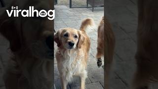 Confused Golden Retriever Cant Quite Fetch His Ball || ViralHog