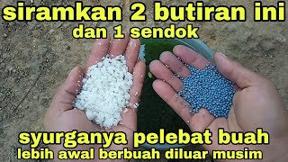 cukup 2 butiran ini dan 1 sendok untuk mempercepat pembuahan lebih awal diluar musim