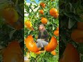 #short/#youtubeshort/#orange(oange n sweet🥰)/#viral/#satisfying/thankuTrix❤️/@EMAsHelpingHand 🍊🥰