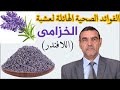 الخزامى اللافندر وفوائدها الطبية الهائلة ينصح بها في العديد من الأمراض مثل إرتفاع ضغط الدم 