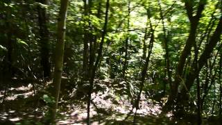 Durian Hunting