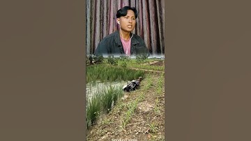 kang Dedi Mulayadi nyemplung ke sawah?