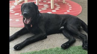 Jake from Labrador Rescuers looking to be adopted