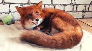 Alf the Fox purring sounds