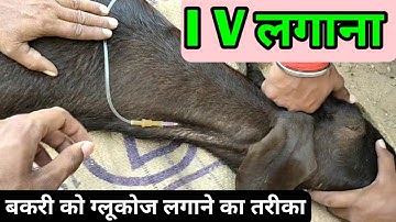 bakri ko iv injection lagane ka tarika बकरी के इंजेक्शन ग्लूकोज कैसे लगाएं bakri ko sui drip glucose