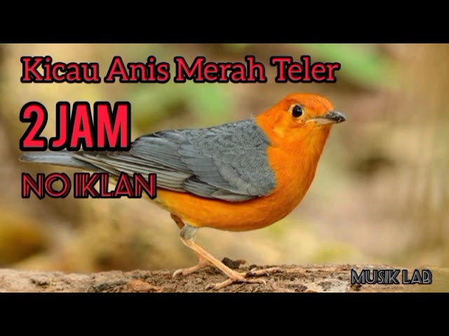 Kicau Anis Merah Teler | 2 Jam tanpa iklan class=