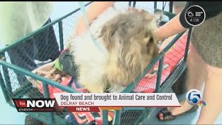 Dog found and brought to Animal Care & Control