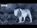 Sibling squabbles: Lions fight over food | Kingdom – BBC