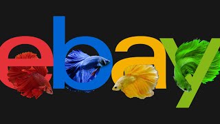 Top Tips for Success: eBay Fish