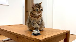 ENG) When we taught my cat how to use the bell we had a big problem...