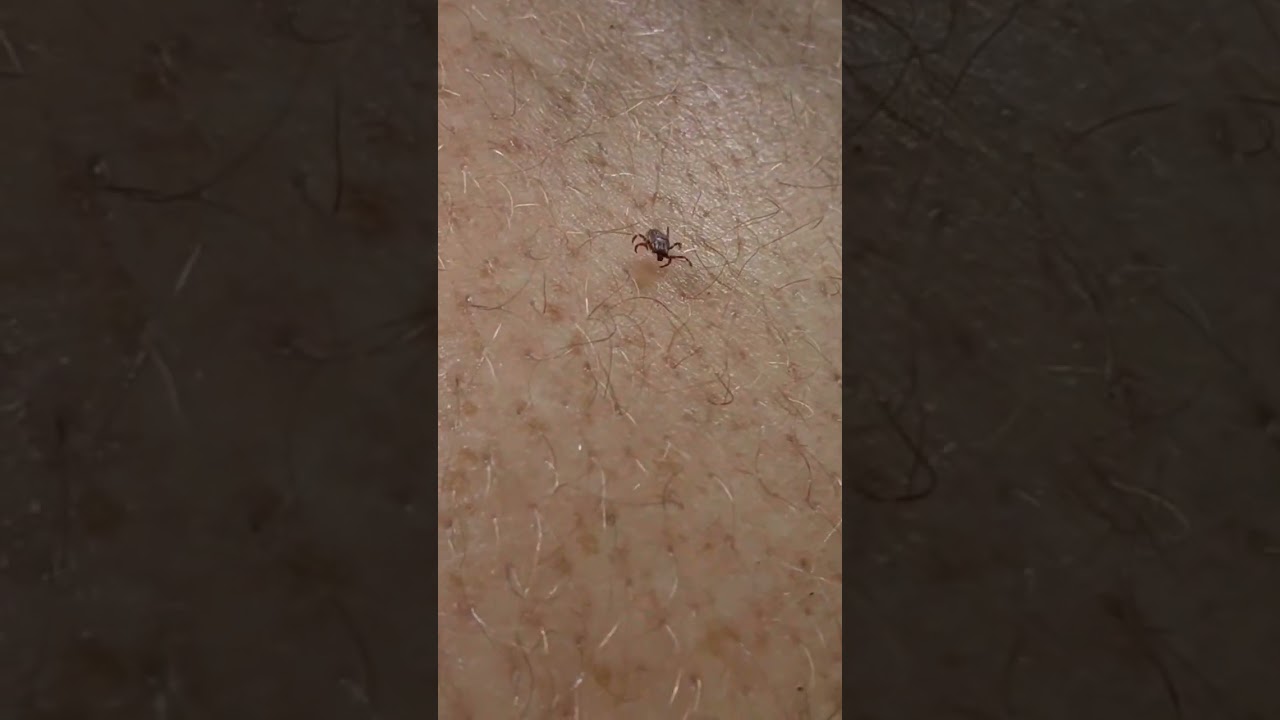 Appalacian Trail Deet Test 