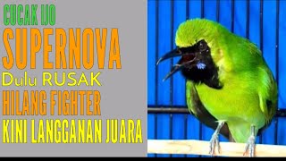 Tips Jitu Perawatan Cucak Ijo RUSAK Dan HILANG FIGHTER Versi Hybrid Team Yogyakarta
