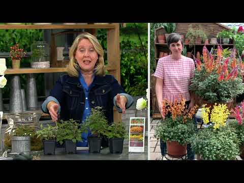 Cottage Farms 4-Piece Colorific Perennial Live Plants on QVC