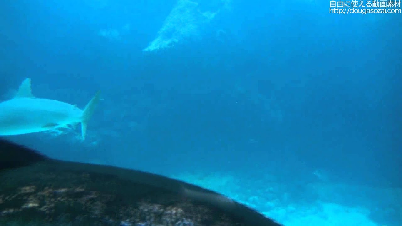著作権フリーの動画素材 水族館の中を悠然と泳ぐサメ Shark Swimming Toward Rocks In Murky Blue Water Atlantisch Youtube