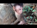 Nature Life Vivi Ep 21 - Baby Monkey With Mud On Face