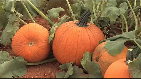 Fall Means Pumpkin Time Across Georgia