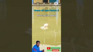Umpan Ati Ayam Gacoor..!! || Mancing Ikan Bawal #shorts