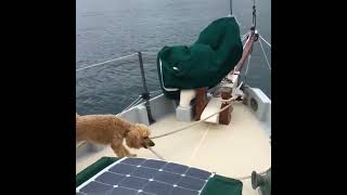 Living on a boat #dog #boat #doggo #sailingaway