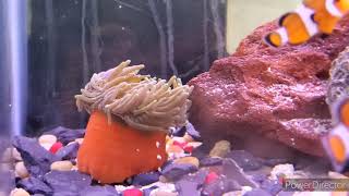 Adding New Corals And Anemone To The Aquarium!!