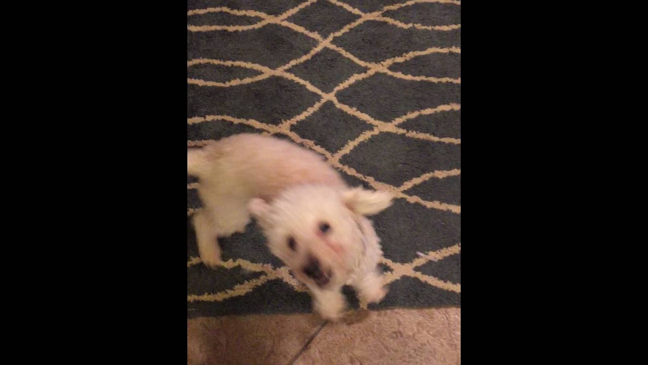 puppy paradise Chanty the Poodle Needs a Home