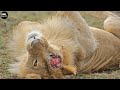 Injured after battle heres how lion keep his pride  atp earth