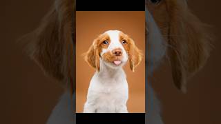 Brittany Spaniel Puppy Alert! #puppy #photography #photoshoot