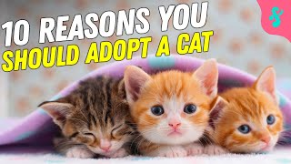 🐱10 Reasons Why You Should Adopt a Cat | Furry Feline Facts