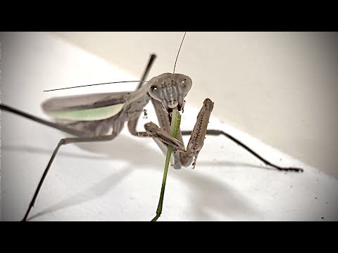 Praying Mantis Eats Leftover Katydid Legs