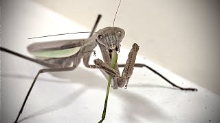 Praying Mantis Eats Leftover Katydid Legs