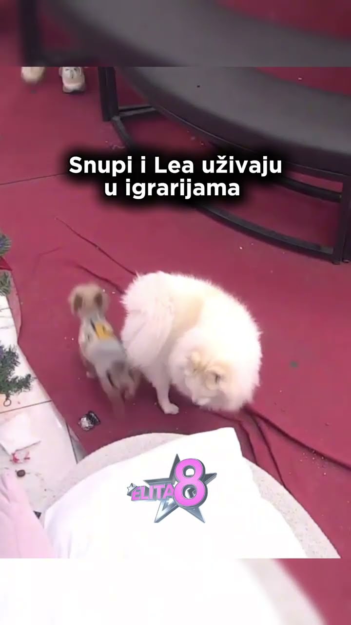 #zadruga #rtvpink #zadrugauzivo