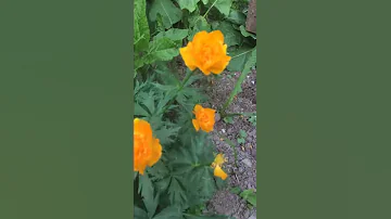 Купальница азиатская