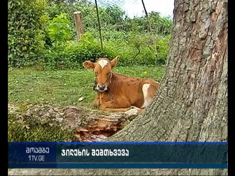 ჯილეხი ხონის რაიონში - დაღუპულია 16 პირუტყვი და დაავადებულია 1 ადამიანი