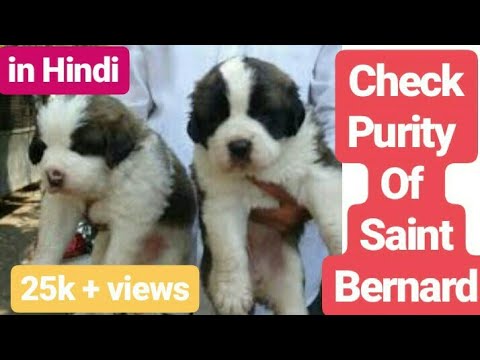 pure st bernard puppies for sale