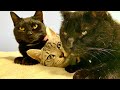 🔴猫asmr新たな企画🤩🖖😻💨 World Cup or Cat Water ASMR?