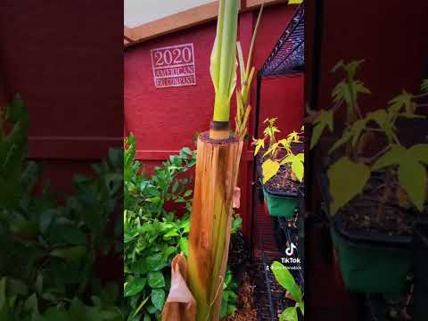 Video: Banan indendørs plante: beskrivelse, plejefunktioner, fotos og anmeldelser
