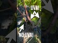 Gli SPERONI della VITE: imparare osservando l'uva