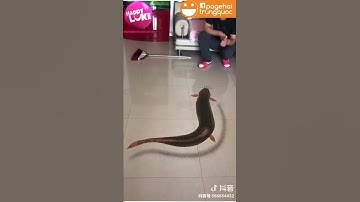 Vẽ tranh 3D trên sàn - Hài Trung Quốc