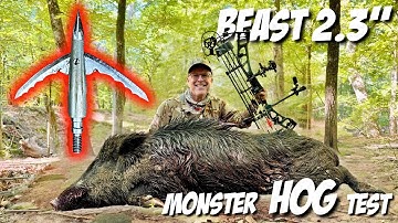 BEAST 2.3 vs HOG: REAL WORLD BROADHEAD TEST Bowhunt #elitearchery