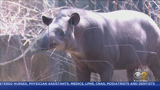 Closed To Public, Brookfield Zoo Seeking Financial Help Amid Covid-19 Pandemic How Do We Survive A